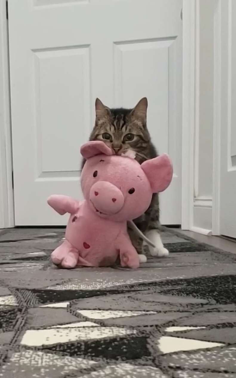 cat carrying stuffed animal